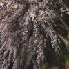 桜散歩