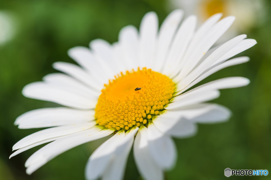 Nikon Micro 60mm f/2.8G ED　テスト撮影