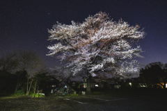 桜散歩