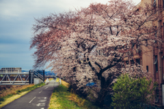 桜散歩