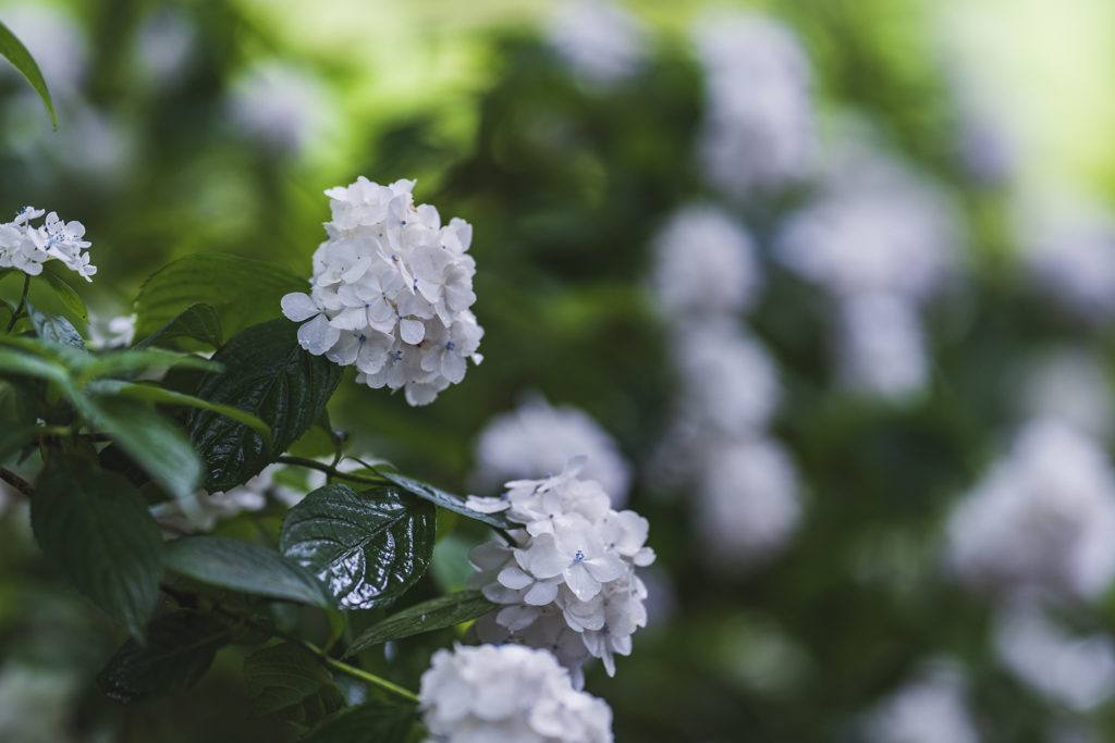 紫陽花の時期