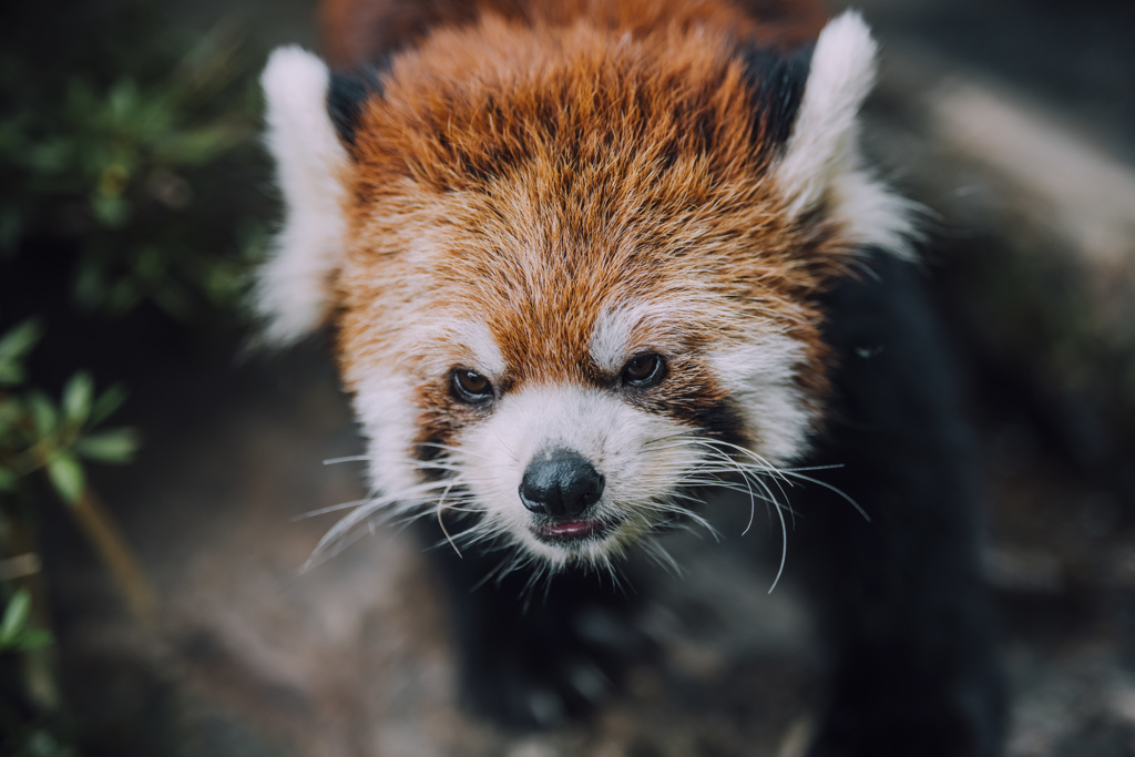 ぷらぷら動物園スナップ