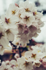 桜散歩