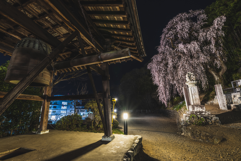 桜散歩