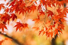 風景・自然・紅葉