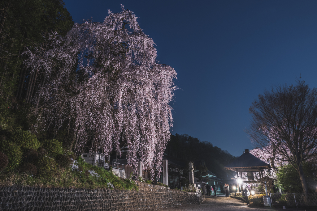 桜散歩