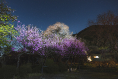 桜散歩