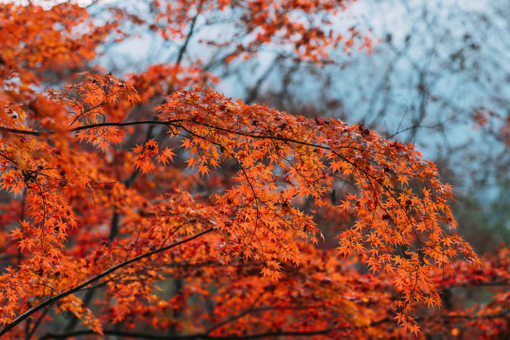 秩父紅葉