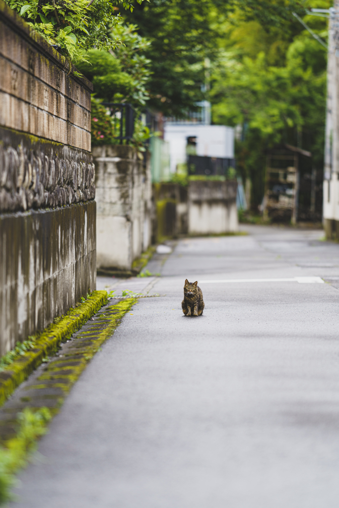 プラプラ散歩