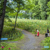 村山ショウブ園&西武ユリ園