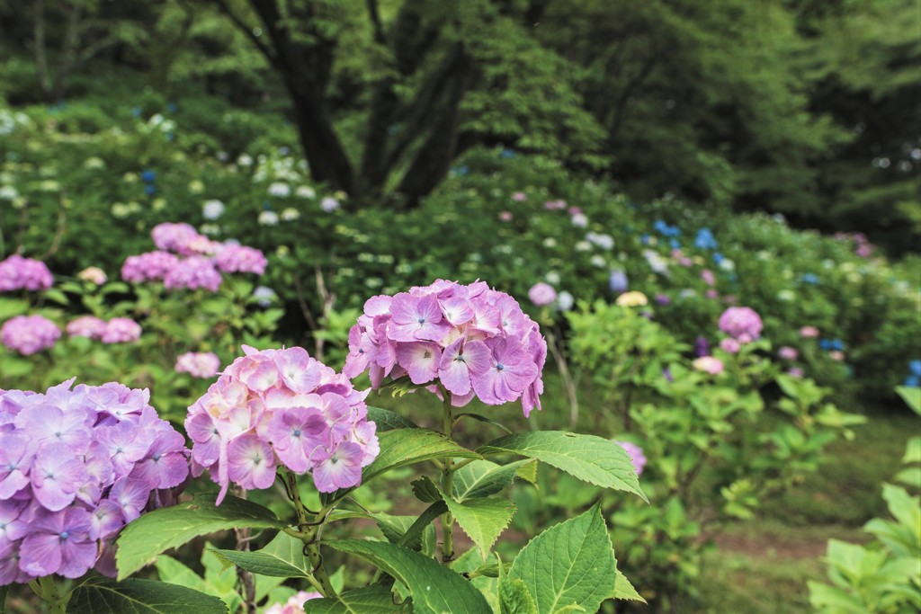 秩父の紫陽花