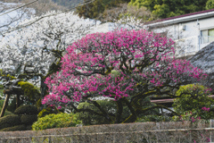 澤井散歩