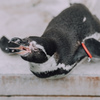 ぷらぷら動物園スナップ