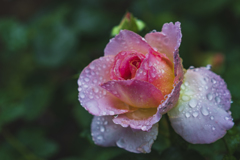 紫陽花の時期