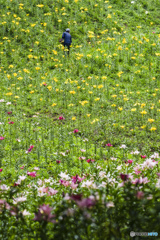 村山ショウブ園&西武ユリ園