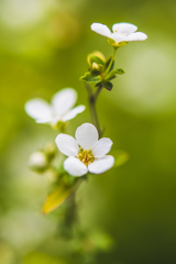 桜散歩