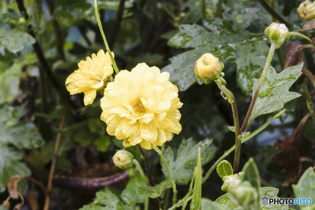 雨の日のシャッター
