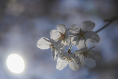 桜散歩