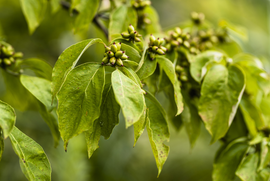 85ｍｍ　埼玉フラフラ