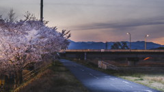 桜散る頃
