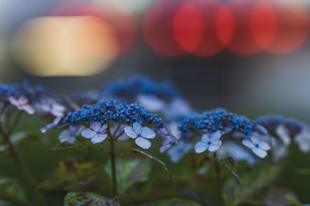 紫陽花の時期