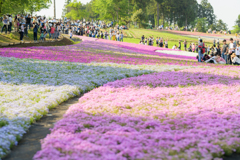 秩父芝桜