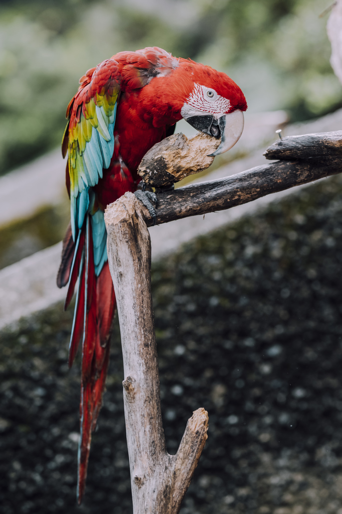 ぷらぷら動物園スナップ