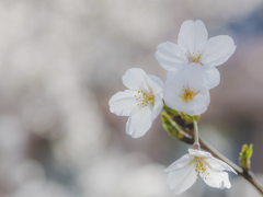 桜散歩