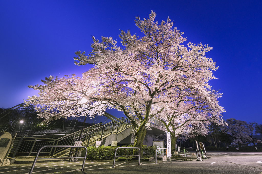 夜桜
