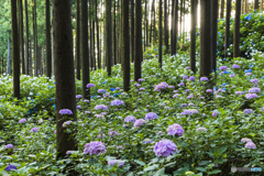 秩父　浦山