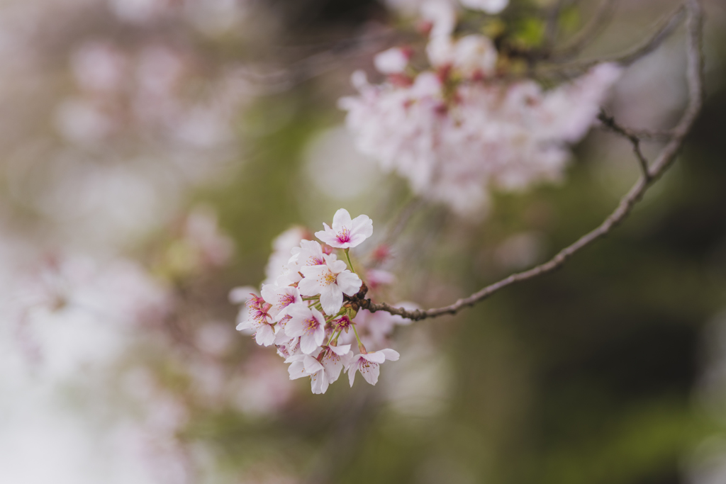 桜散る頃