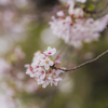 桜散る頃