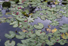 85ｍｍ　埼玉フラフラ