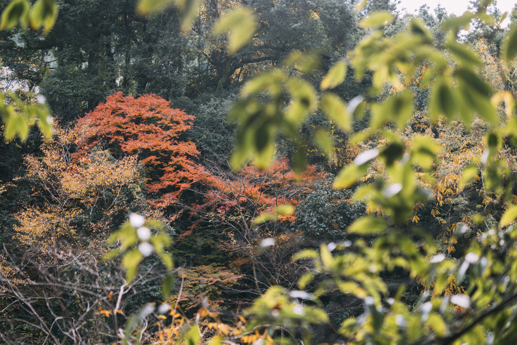 風景・自然・紅葉