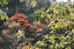風景・自然・紅葉