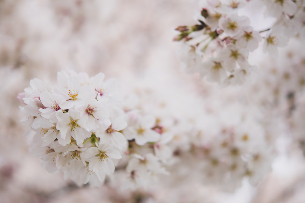 桜散歩