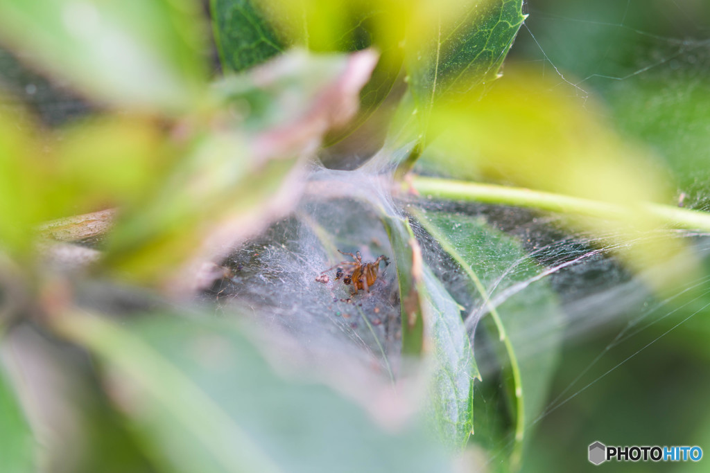 Nikon Micro 60mm f/2.8G ED　テスト撮影