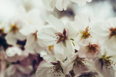 桜散歩