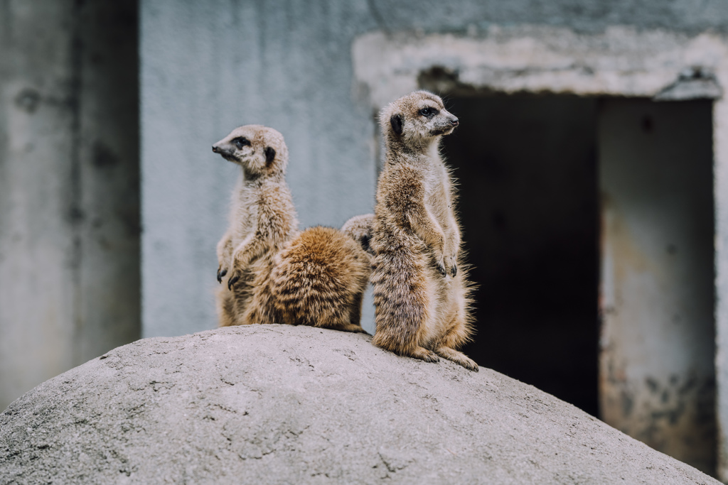 ぷらぷら動物園スナップ