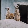ぷらぷら動物園スナップ