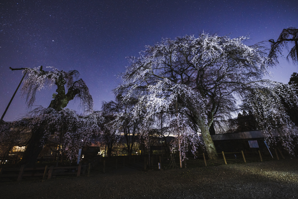 桜散歩