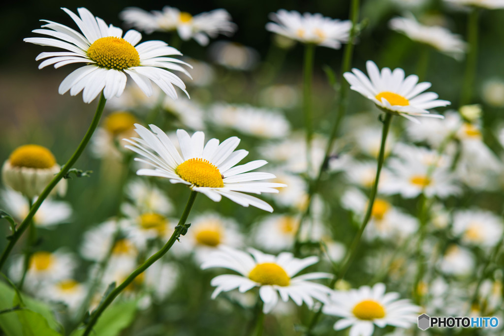 Nikon Micro 60mm f/2.8G ED　テスト撮影