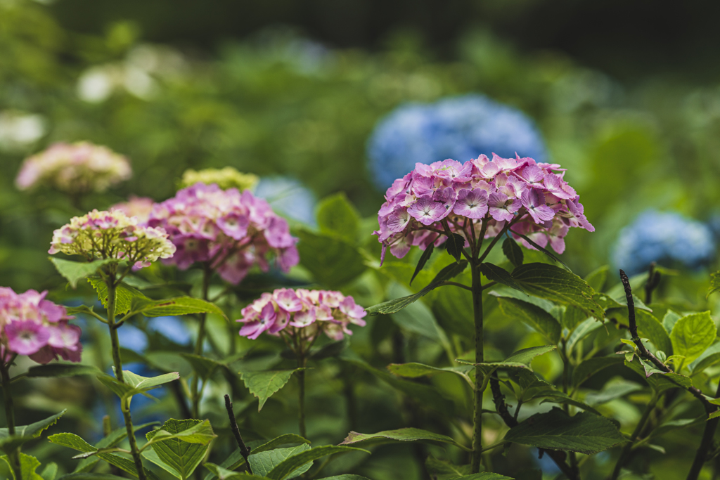 秩父の紫陽花