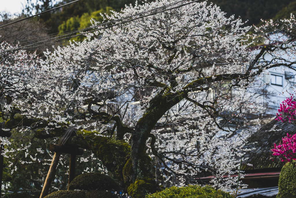 澤井散歩