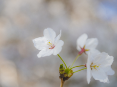 桜散歩