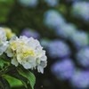 秩父の紫陽花
