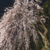 桜散歩