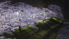桜散歩