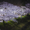 桜散歩