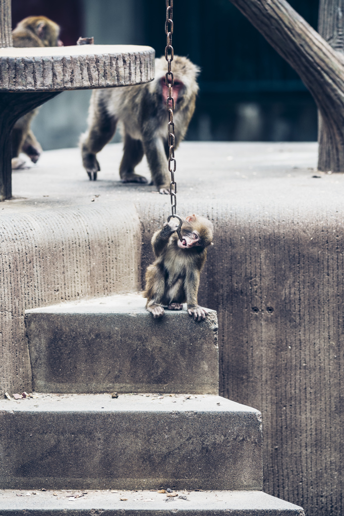 ぷらぷら動物園スナップ
